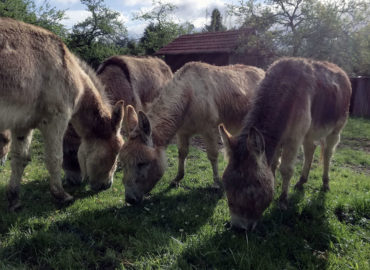 Esel auf dem Schwillehof