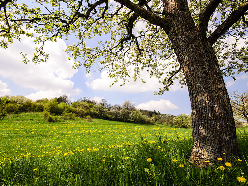 LANDSCHAFT ENTDECKEN AUF DEM SCHWILLEHOF Auszeit im Frühling: Löwenzahnwiese mit Kirschbaum