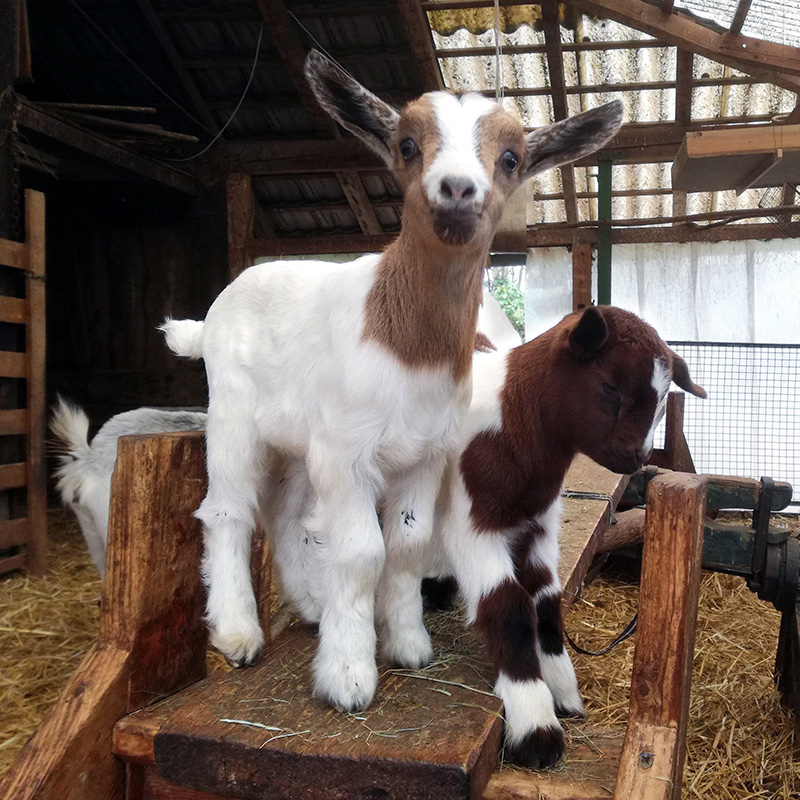 Tierische Begleiter vom Schwillehof