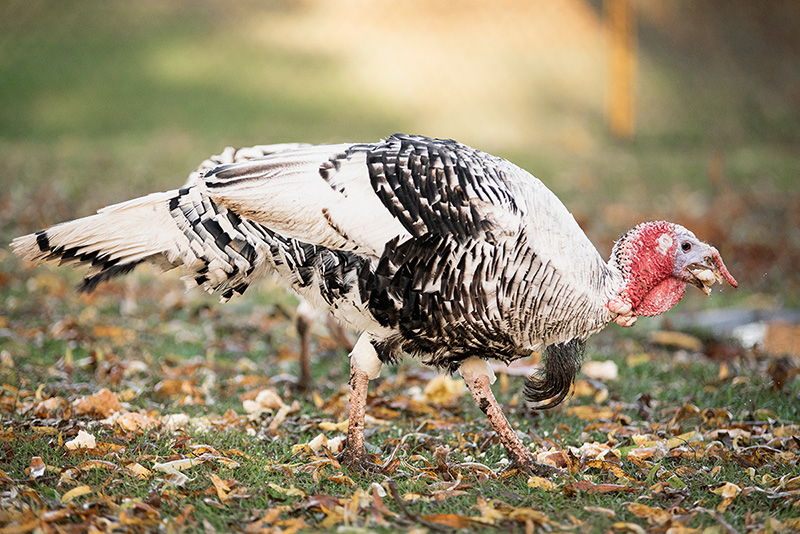 Tierisches vom Schwillehof