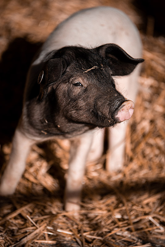 Tierisches vom Schwillehof