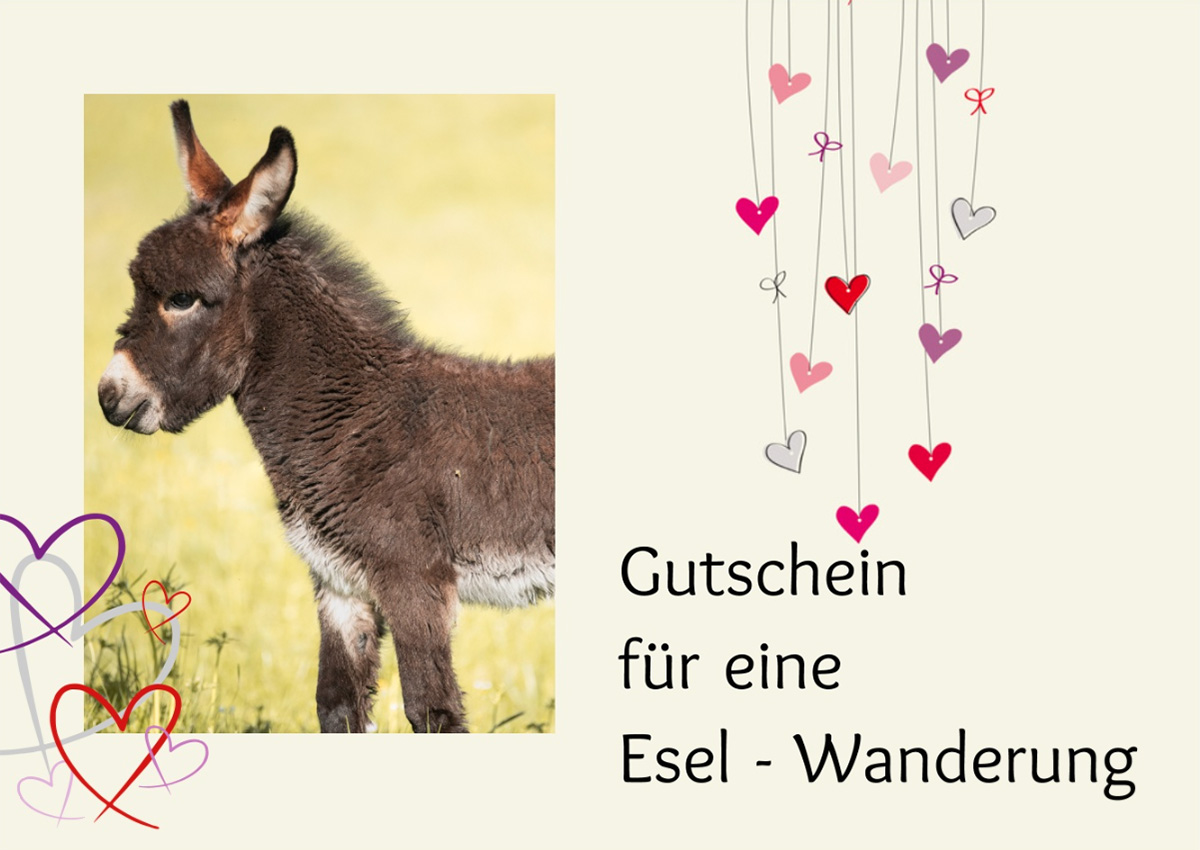 Gutscheine für eine Esel-Wanderung jetzt direkt bei uns bestellen. Für Deinen Spaziergang oder Deine Wanderung mit unseren Eseln. Zu zweit oder mit der ganzen Familie. Eine wirklich gute Idee! Auch als Geschenk.