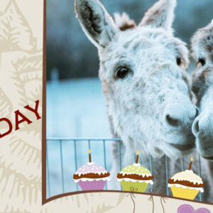 Gutschein für eine Esel-Wanderung Motiv 4 Geburtstag
