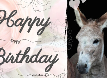 Gutschein für eine Esel-Wanderung Motiv 5 Happy Birthday - happy moments - love