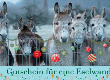 Gutschein für eine Esel-Wanderung Motiv 7 Frohe Weihnachten und ein gutes Neues Jahr 1200x600