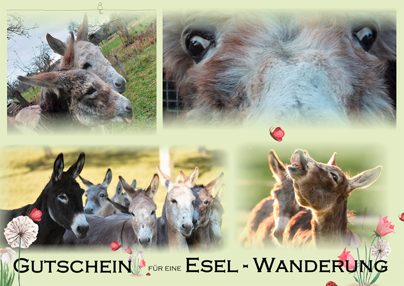 Gutschein für eine Esel-Wanderung Motiv 3 | © Schwillehof Gutschein für eine Esel-Wanderung Motiv 3